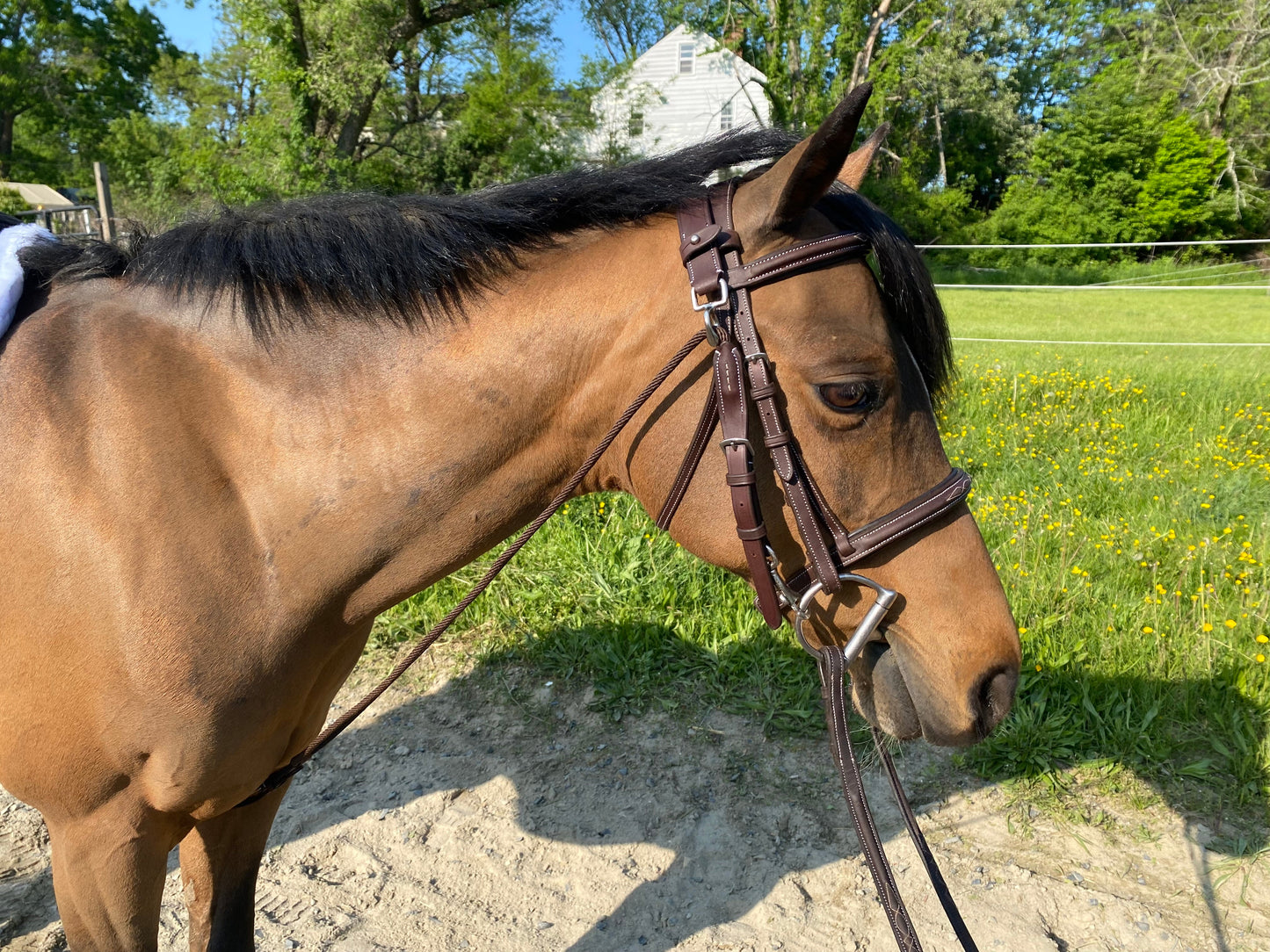 Pony Chambon