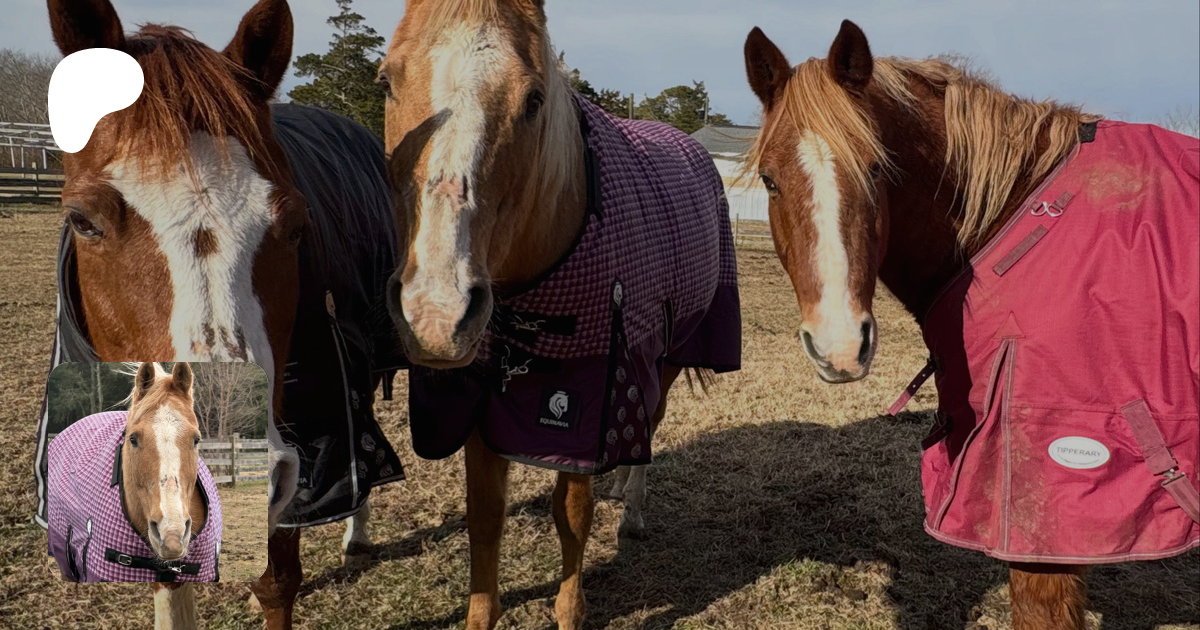 Starfish Equine Rescue