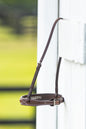 Pony Chain Noseband