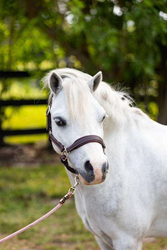 Everyday Pony Halter