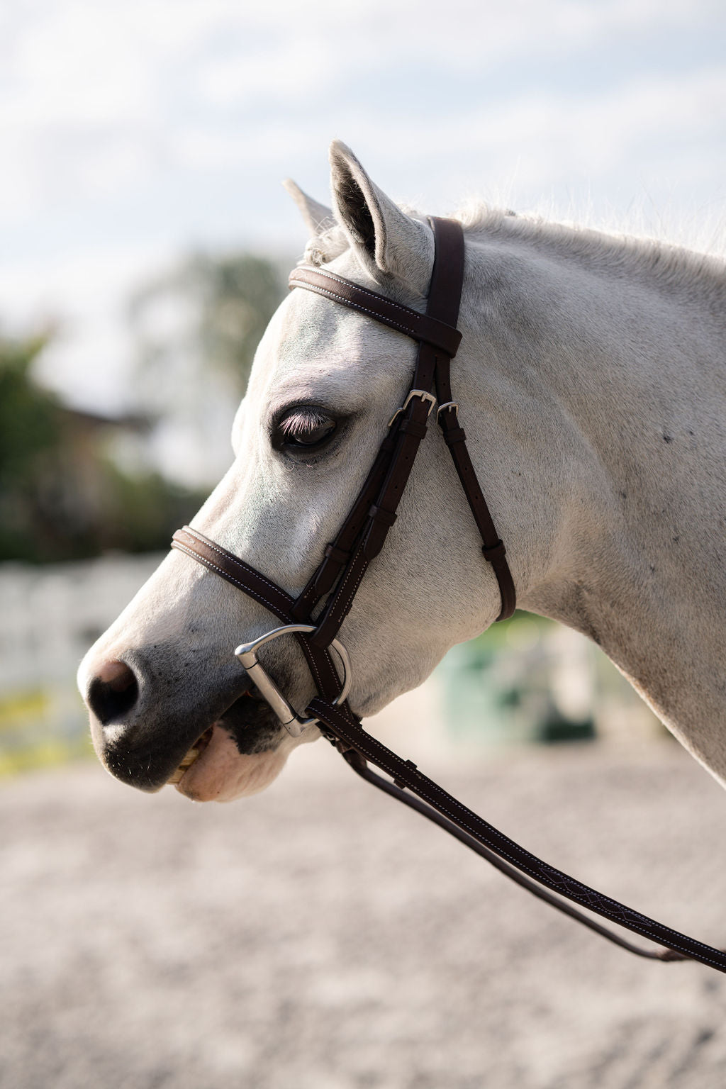 Pony Farnley Bridle