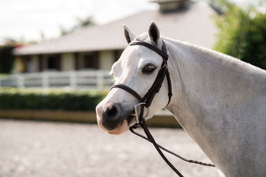 Pony Farnley Bridle