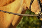 Pony Reins