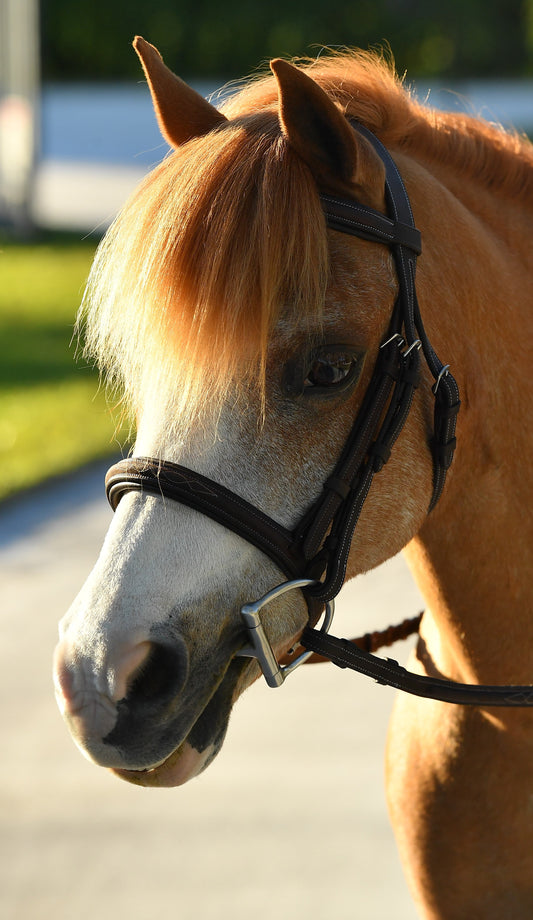 Pony Glenmore Bridle